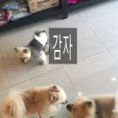 욜로오개 이미지