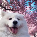 벚꽃약국 이미지