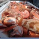 피쉬헌터 이미지