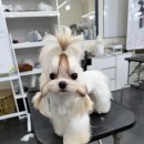 라이너애견미용학원