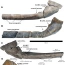 어룡 | [지구 초거대 생물 3탄] 오스트 클리프 어룡 Aust Cliff Ichthyosaur