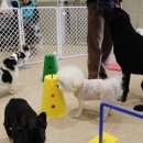 하울팟 부산케어센터 이미지