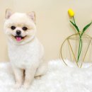 개성있개 이미지