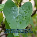 Olivia Newton Johnㅡ올리비아 뉴톤죤/Blue Eyes Crying in The Rin ㅡ너무슬픈 음악 이미지