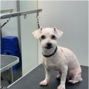 프로펫 애견 미용실 이미지