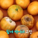 네모귤 이미지