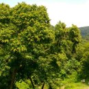 밤이농장 이미지