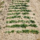 효원농장 이미지