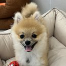 호텔몽 이미지