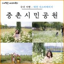 중촌 | 5월 대전 꽃구경 나들이 샤스타데이지 만개 중촌시민공원 후기