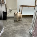 수애견 이미지