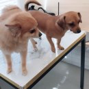 도니바니 이미지