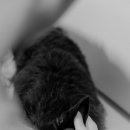 베스트고양이병원 이미지