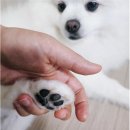 멍멍미용실 | &#34;애견미용실 안 가도 돼요~ 집에서 끝내는 멍멍집사 LED 미니바리깡 사용 후기