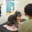 왈왈 살롱 이미지