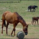 경기목장 이미지