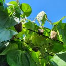 자가농장 이미지