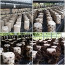 청봉농장 이미지