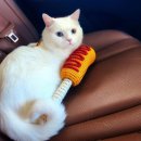 리쿤이네 ) 고양이 핸드메이드 뜨개 장난감 후기 피카츄네