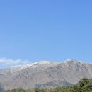 구례 : 산수유축제 후기 (주차, 먹거리, 반려견동반)