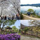 만발 이미지