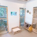 마곡 고양이 미용 호텔 이미지