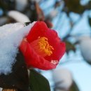 늦게 피는 꽃 이미지