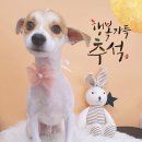 복이네도그살롱 이미지