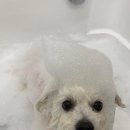 그루밍아지 이미지