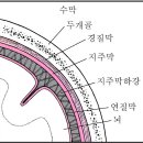 하이으나 이미지