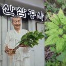 주)한국산삼공사 이미지