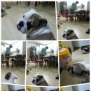 빠리걸 이미지