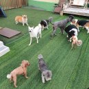 매너독반려견교육센터 이미지