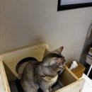 고양이사랑채 | [명동] 고양이카페 고양이 사랑채 방문후기