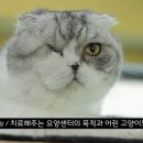 노블캣 | [공지] 고양이 캣타워 캣폴 맞춤제작 후기 방송출연