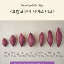 [겨울간식/호밤고구마] 고구마 맛집인 호밤고구마로 유명한 &lt;나나팜 호밤 고구마&gt; 리뷰