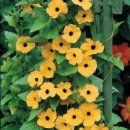 아프리카 나팔꽃. Thunbergia alata. Black Eyed Susan 이미지