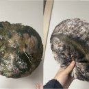 완도전복 이미지