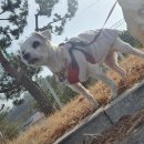 씨엘로펫 | 무지개다리 건너 소풍 떠난 반려견 줄리 - 용인 반려동물 장례식장 씨엘로펫 강아지 장례 후기