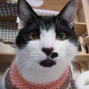 까망이 이미지