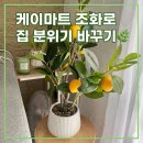 유령캔들 | 선인장도 죽인 내가 선택한 케이마트 조화 인테리어ㅣ6불짜리로 집 분위기 바꾼 후기