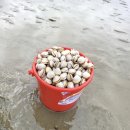 🐚 태안 진산리어촌계 동죽조개 캐기 체험 후기