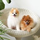 보미티나 이미지