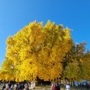 CCTV 통합관제센터 화장실 | 2025 반계리 은행나무 축제 기간·가수·교통·주차·CCTV까지 정리