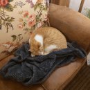 호아마라탕 이미지