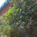 예일농장 이미지