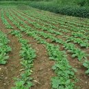 광수농장1 이미지