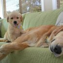 아기강아지 이미지