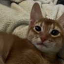 부산막고기강서