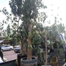 마음드리 | 마음드리 &amp; 토이즈피아 화분 무료수거 후기(꼬마동물농장, 허브농장, 목포화분, 남악화분, 목포여행)